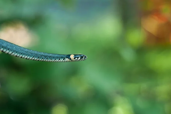 Serpente non velenoso su sfondo verde, — Foto Stock