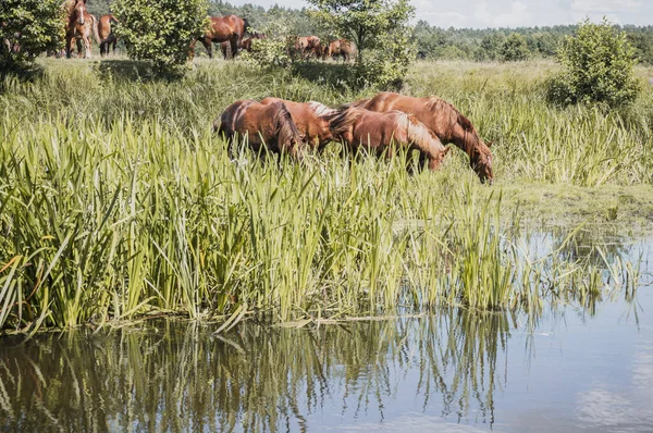 Lovak egy locsolókútnál egy napos nyári napon — Stock Fotó