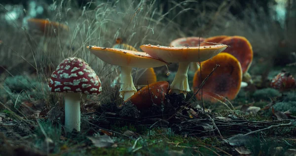 Муха агарна крупним планом, отруйні гриби в лісі , — стокове фото