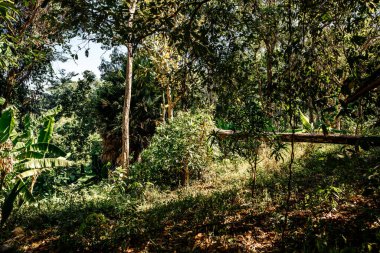 Tayland, 2020: Yeşillik Vahşi Orman Yumuşak güneş ışığı yaprakların arasından parlıyor