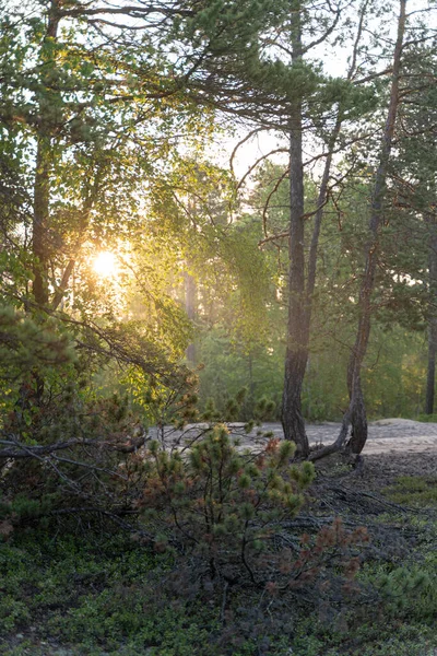 Cênica Bela Foto Natureza Russa Sol Brilhando Através Árvores Floresta — Fotografia de Stock