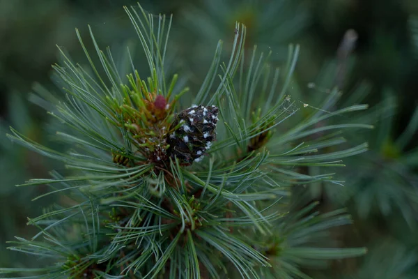 Gros Plan Branche Pin Sempervirent Avec Petits Cônes Dessus Macro — Photo