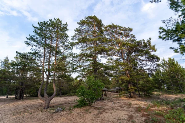 Rússia Região Irkutsk Buryatia Julho 2020 Árvores Falésias Sobre Lago — Fotografia de Stock