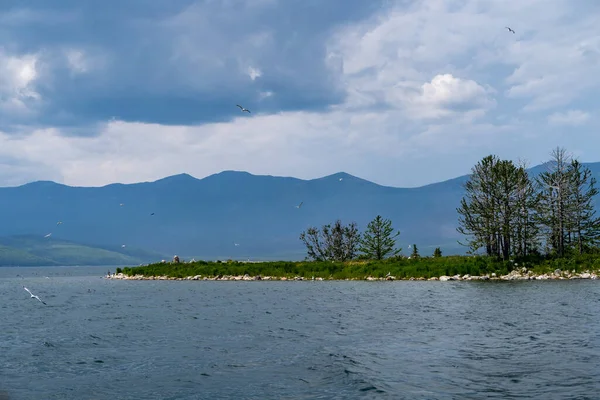 Rusia Wilayah Irkutsk Danau Baikal Juli 2020 Pohon Kecil Langka — Stok Foto