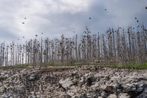 Russland Gebiet Irkutsk Baikalsee Juli 2020 Gruseliger Alter Felsen Nördliche — Stockfoto