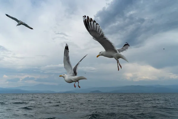 Divocí Racci Letící Nízko Nad Hladinou Jezera Bajkal Zblízka — Stock fotografie