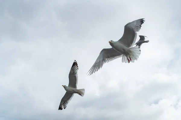 Tierwelt Des Russischen Nordens Weiße Möwen Fliegen Hoch Bewölkten Regenhimmel — Stockfoto