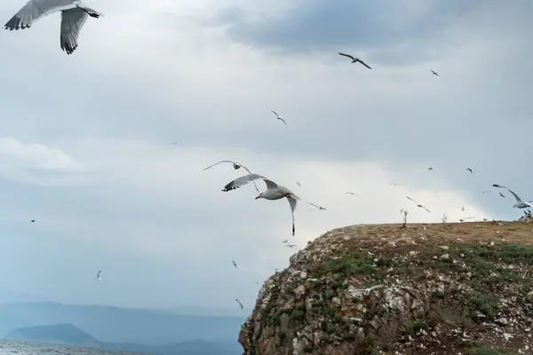Vida Selvagem Norte Russo Gaivotas Voando Baixo Lago Baikal Vista — Fotografia de Stock