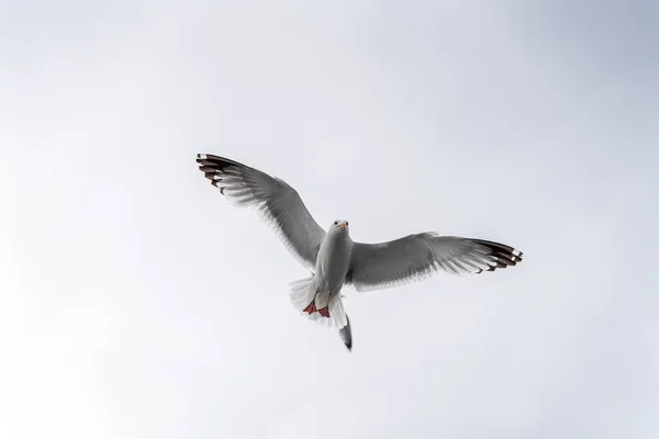 Russland Gebiet Irkutsk Baikalsee Juli 2020 Riesige Möwe Fliegt Mit — Stockfoto