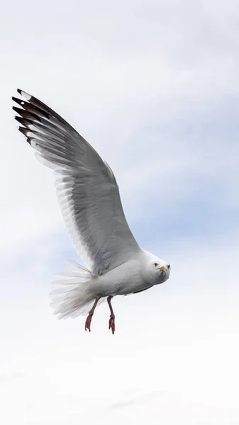 Rússia Região Irkutsk Lago Baikal Julho 2020 Gaivota Solitária Voa — Fotografia de Stock