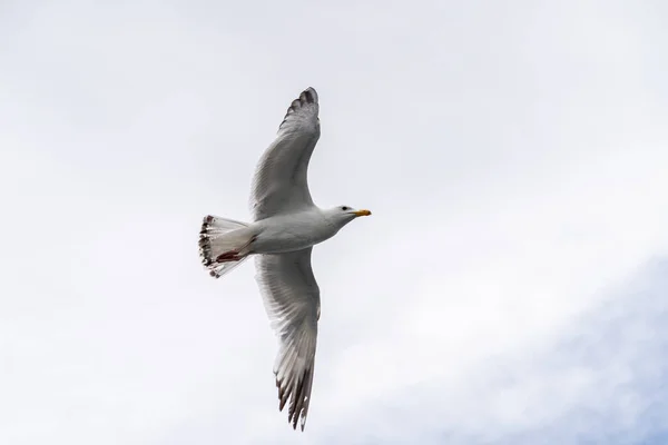 Russland Gebiet Irkutsk Baikalsee Juli 2020 Riesige Möwe Fliegt Mit — Stockfoto