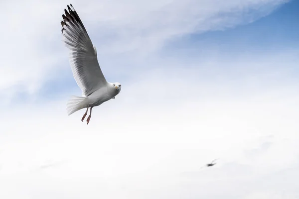 Russland Gebiet Irkutsk Baikalsee Juli 2020 Einsame Möwe Fliegt Den — Stockfoto