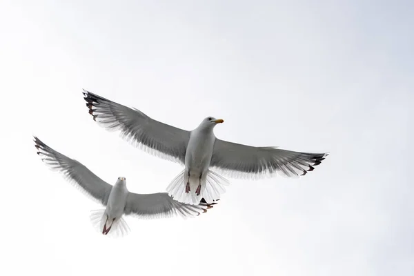 Flying seagulls of russian north, close up view with wings, eyes and faces visible