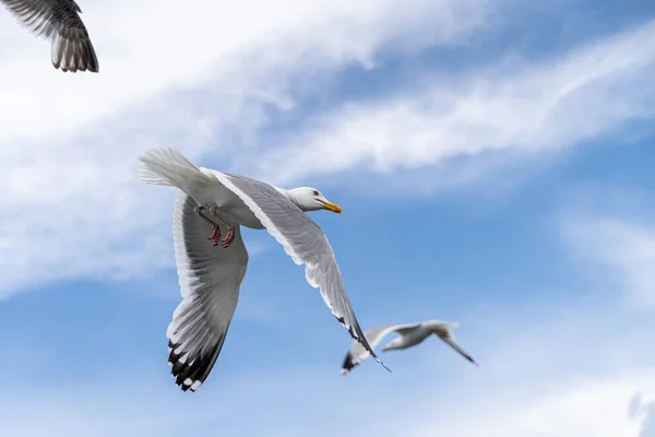 Fliegende Möwen Aus Dem Russischen Norden Nahaufnahme Mit Flügeln Augen — Stockfoto