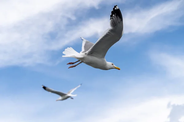 Gaivotas Voadoras Norte Russo Vista Perto Com Asas Olhos Rostos — Fotografia de Stock