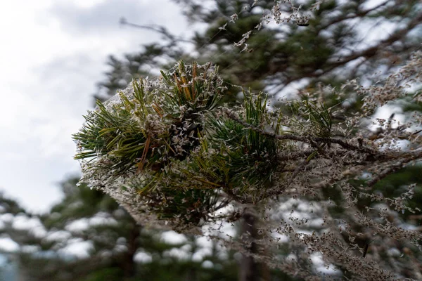 イルクーツク地方 オルホン バイカル湖 2020年7月 松の枝は巨大な網で覆われ ハエが刺さって致命的で恐ろしい自然 — ストック写真
