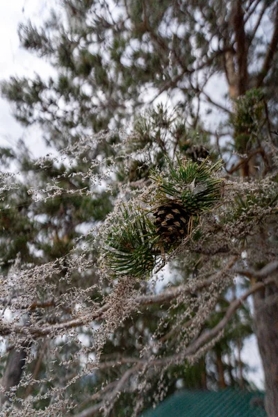 Irkutsk Region Olkhon Baikal Lake July 2020 Pine Branches Fully — Stock Photo, Image