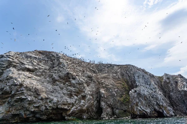 Rusia Región Irkutsk Lago Baikal Julio 2020 Enorme Bandada Aves Fotos De Stock