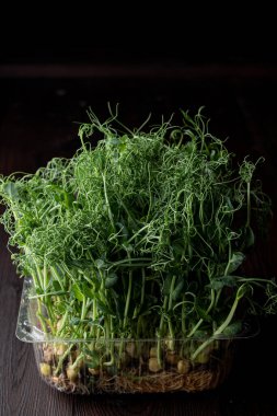 Minimalist siyah arka planda plastik bir kapta yeşil filizler, ev bahçesi.