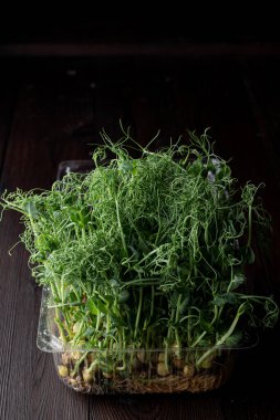 Minimalist siyah arka planda plastik bir kapta yeşil filizler, ev bahçesi.