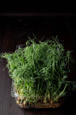 Minimalist siyah arka planda plastik bir kapta yeşil filizler, ev bahçesi.