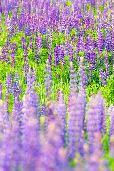 Fields Wild Lupine Beautiful Purple Flowers Fresh Summer Greens Colorful — Stock Photo, Image