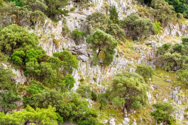 Çalılar ve ağaçlar dağ. Taşlar ve yeşil. Doğal arka plan.