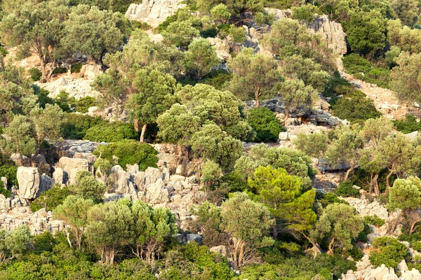 Çalılar ve ağaçlar dağ. Taşlar ve yeşil. Doğal arka plan