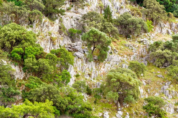 Çalılar ve ağaçlar dağ. Taşlar ve yeşil. Doğal arka plan.
