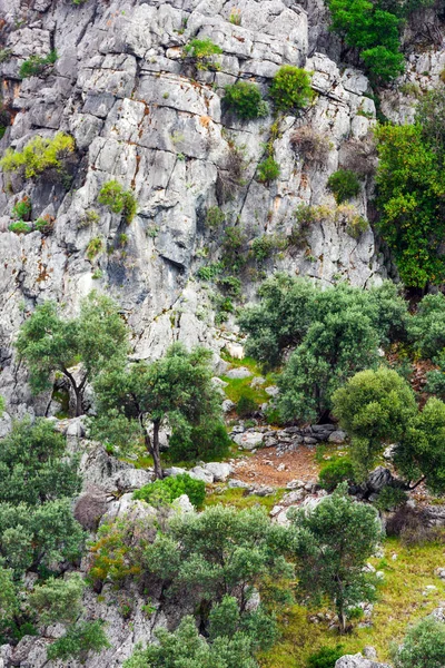 Doğal arka plan. Çalılar ve ağaçlar dağlarla doku