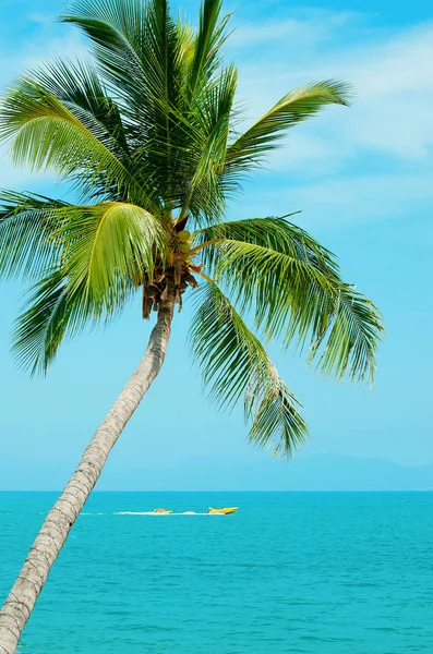 Holidays at sea. The turquoise water and palm tree on blue sky background