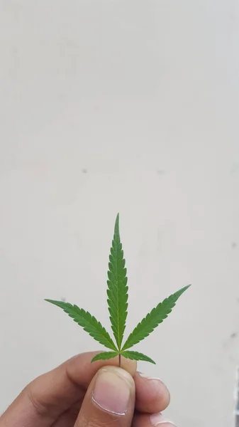 Cannabis Folha Maconha Mão — Fotografia de Stock