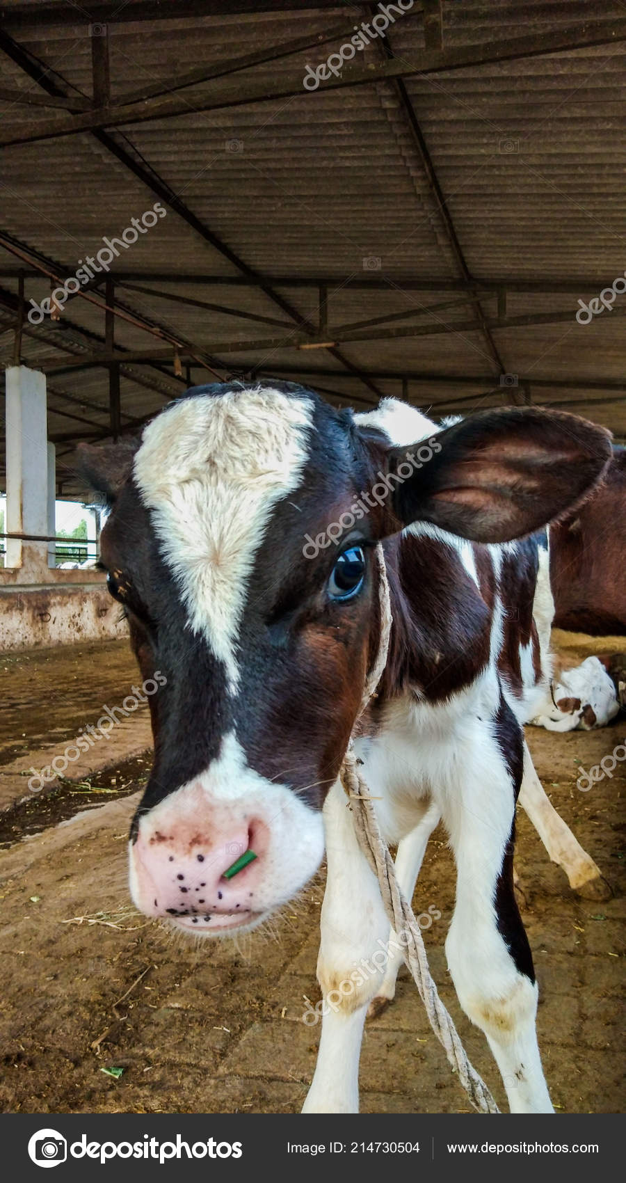 https depositphotos com 214730504 stock photo beatiful baby cow white brown html