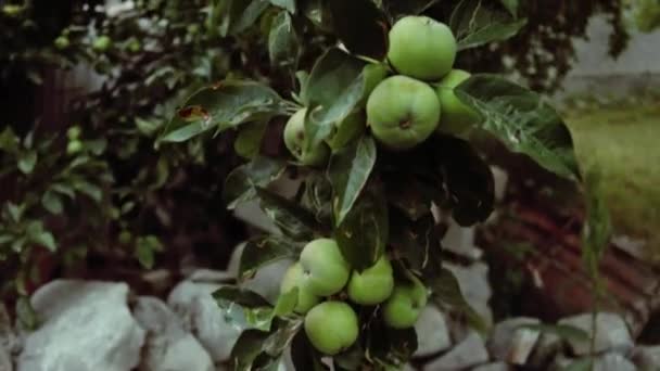 Heerlijke Groene Appels Die Groeien Boom Tuin — Stockvideo