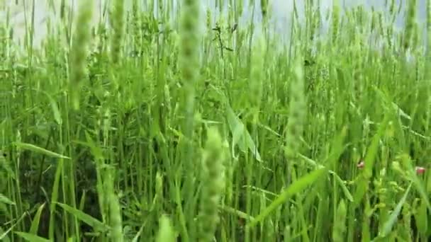 Close Green Wheat Fields Tracking Out Fields Moving Wind — Stock Video