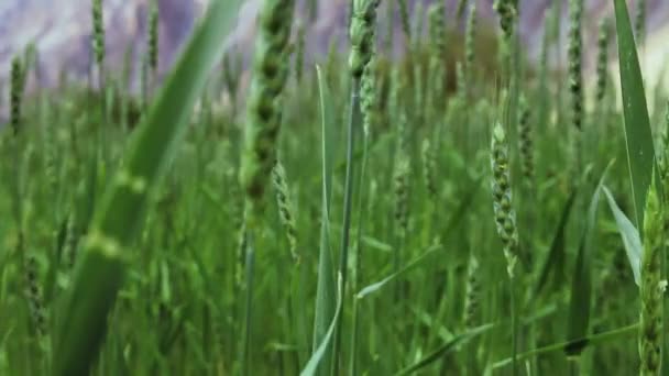 Зеленые Пшеничные Поля Движущиеся Ветром Статическая Камера Сдвигом Фокусировки — стоковое видео