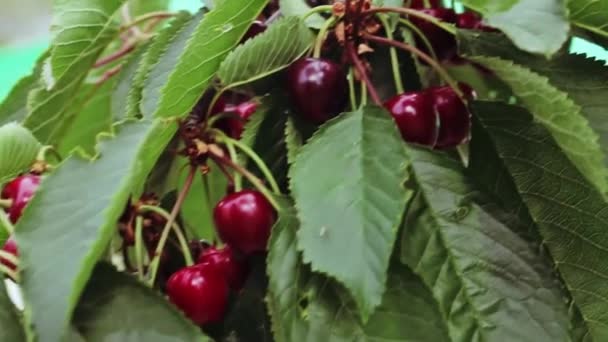 樱桃树上的美味红樱桃 与空气一起移动 特写镜头手持式 — 图库视频影像