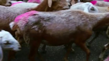 O kadar çok keçi ve koyun dağlarda yolda çerçeve geçiş