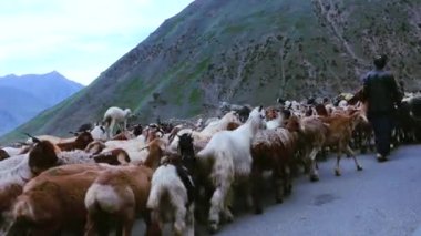 Çoban hayvanlarından Naran Vadisi'nde Pakistan, dağlarında ile 29/06/2018
