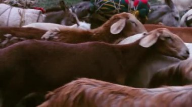 O kadar çok keçi soldan sağa çerçeve içinde yolda hareket 