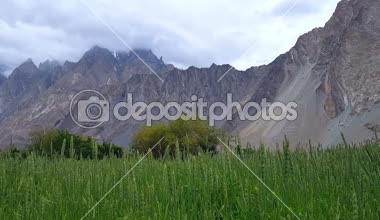 Güzel yeşil buğday alanları Passu koni Hunza, Pakistan - rüzgar ile dans alanları Dağları yağmurlu havalarda
