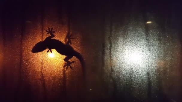 Lagarto silueta en la ventana ventana nebulosa ventana en la noche — Vídeos de Stock