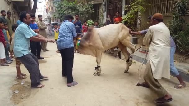 Människor Slaughtring djur på Eid Ul Azha, — Stockvideo