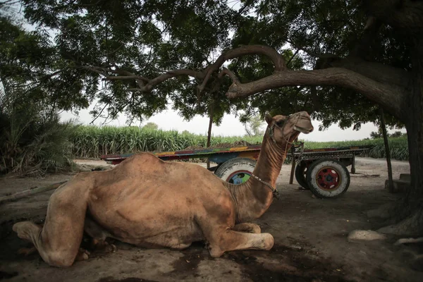 Camel Siedząc Pod Drzewem Pobliżu Jego Koszyka Moro Sindh Pakistanie — Zdjęcie stockowe