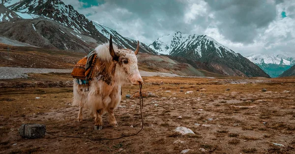 Schöner Yak in den Bergen — Stockfoto