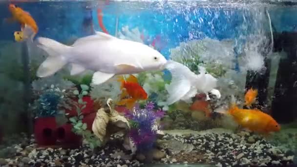 Vackra Guldfiskar Akvarium Med Vackra Stenar Och Bakgrund Fiskakvarium — Stockvideo