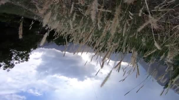 Belle Vallée Hunza Derrière Les Grains Blé Pendant Lumière Bleue — Video