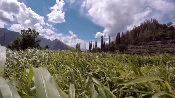 Hunza Valley Gilgit Baltistan Pakistan Rüzgarlı Bir Günde Yeşil Feilds — Stok video