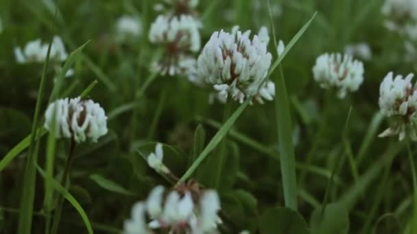 Lindas Flores Nos Campos Contra Fundo Verde — Vídeo de Stock