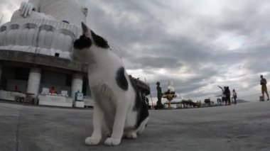 Cat at Big Buddha Heykeli - Maravija Buddha heykeli Nakkerd Tepesi, Phuket, Tayland 20 / 11 / 2019
